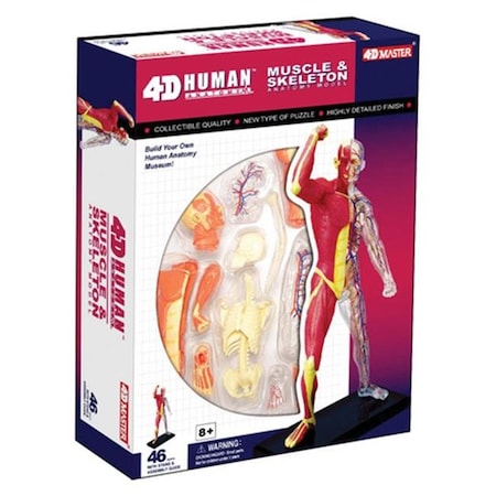 Tedco Toys Tedco Toys 26058 4D Human Anatomy Muscle & Skeleton Model 26058